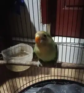 Love Bird NK Berikut Kandang
