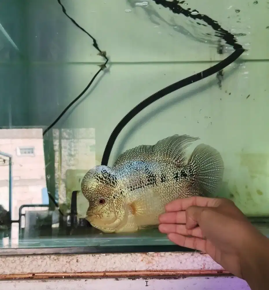 Ikan Louhan Cencu