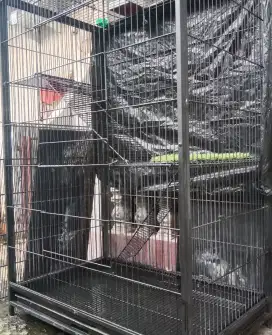 Kandang kucing tingkat besar