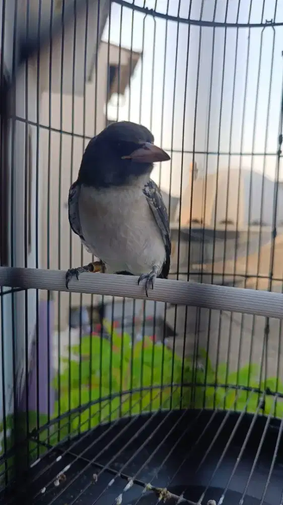 Burung masteran free fly kepep gegep