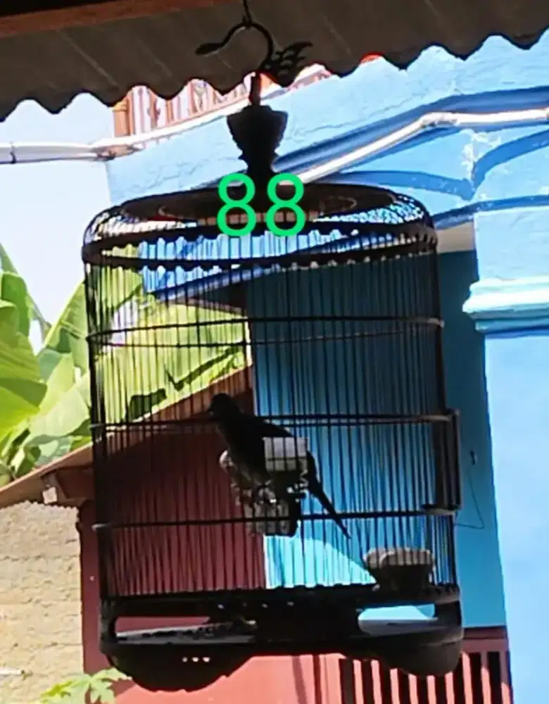Burung perkutut bangkok
