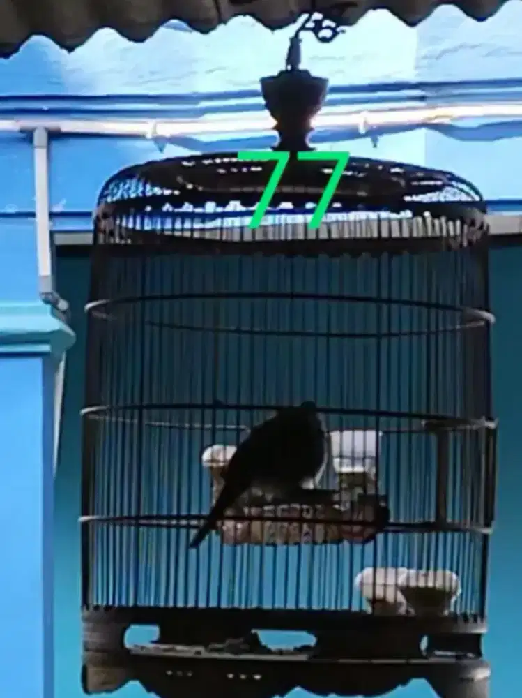 Burung perkutut bangkok