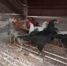Ayam kampung muda potong