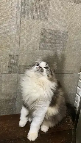 kucing persia jantan gembul