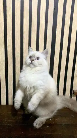 kucing persia betina mata biru