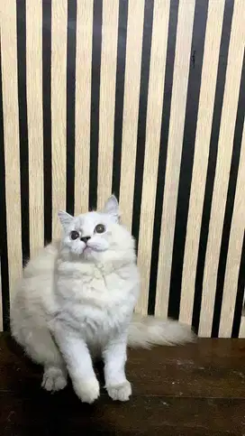 kucing persia betina gembul