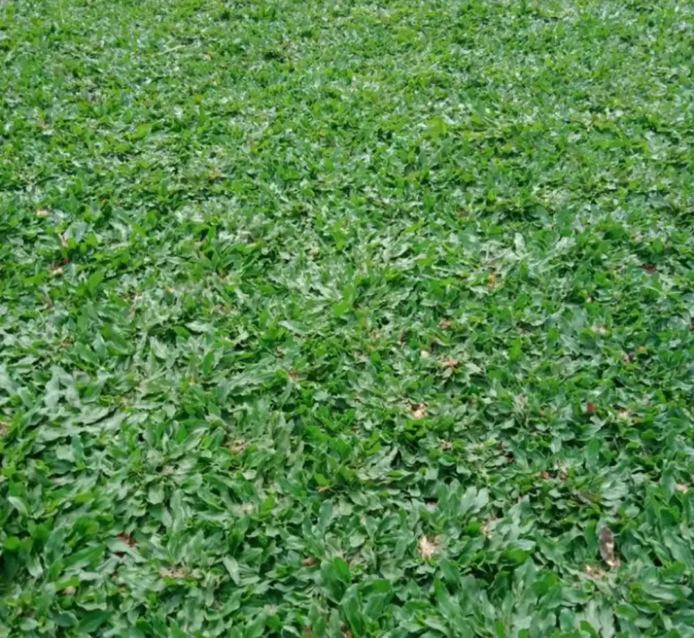 Jual rumput gajah mini rumput taman