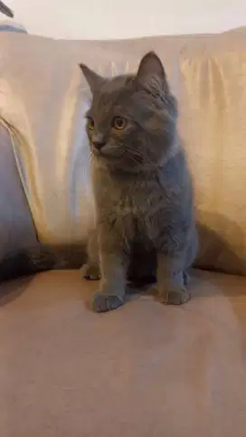 Kucing BSH mix Persia Rare