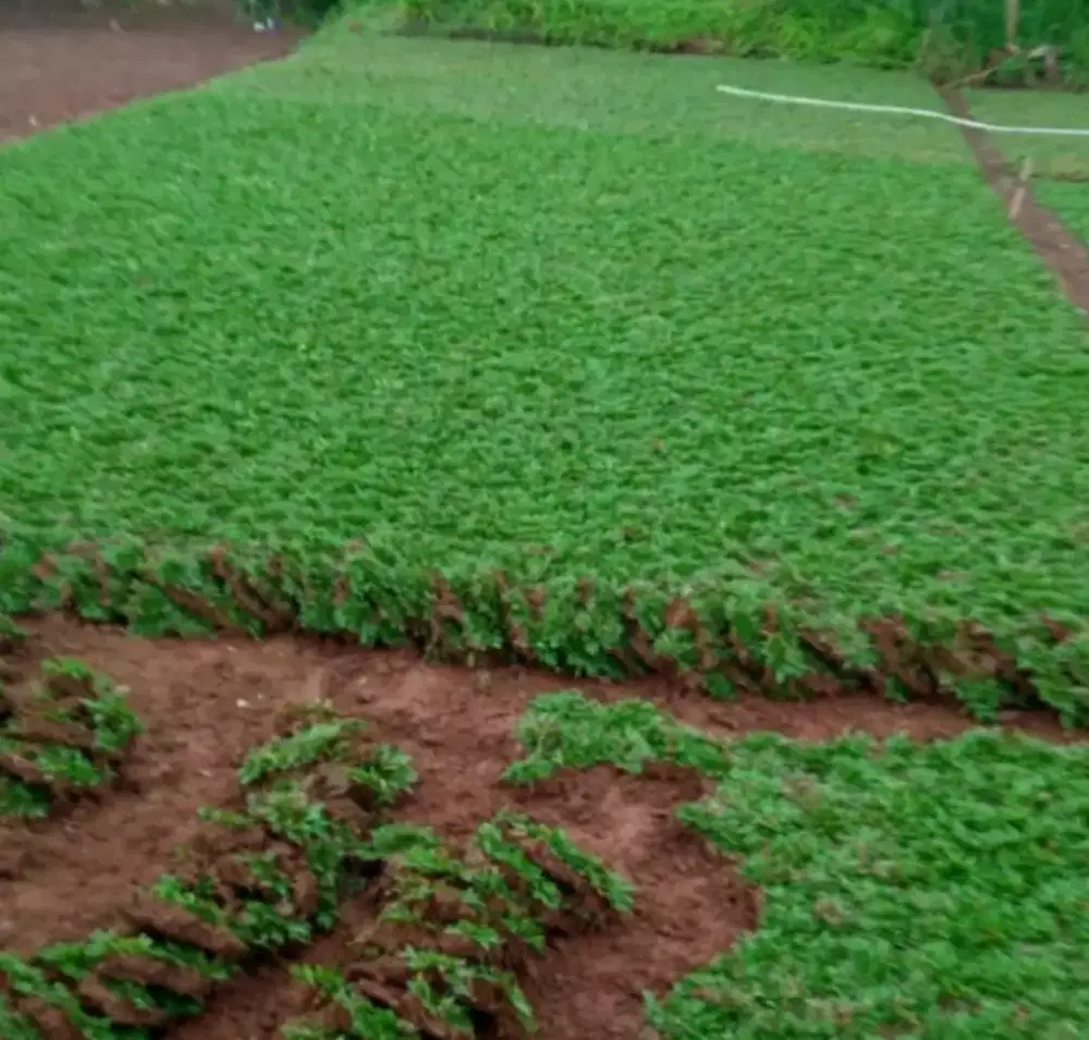 Jual rumput gajah mini rumput taman