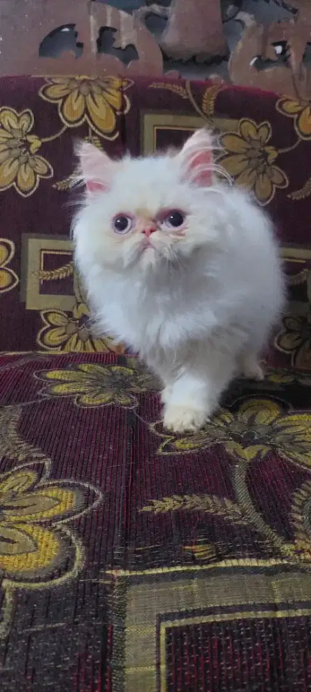 Kucing ras persia peaknose kitten,maincoone,british short,flatnose