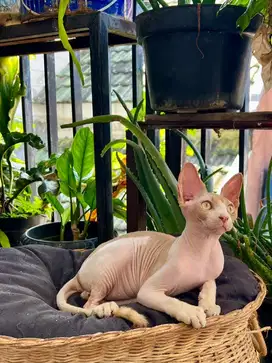Kitten sphynx jantan bicolor line bambino