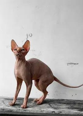 Indukan kucing sphynx betina warna tortie proven