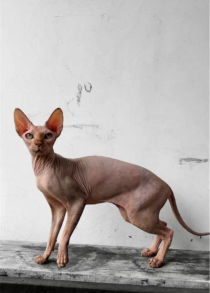 Indukan kucing sphynx betina warna tortie proven bisa tt / barter BSH