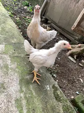 ayam kampung muda