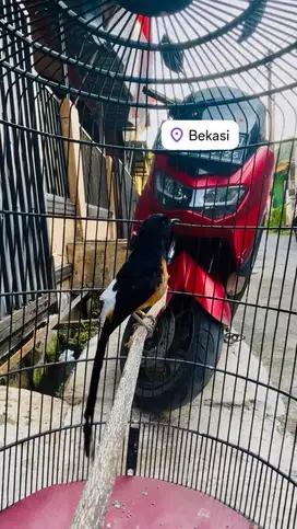 Murai Batu medan