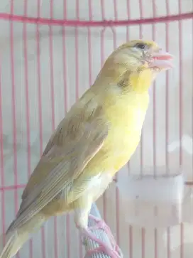 Kenari F1 SF Paud Betina