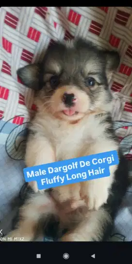 Anakan Corgi Fluffy Long Hair