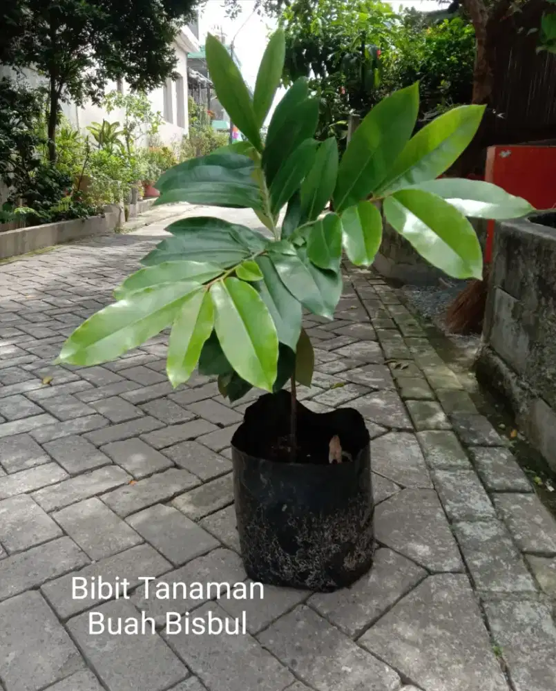 Tanaman Buah Bisbul atau Buah Mentega