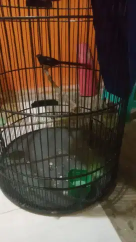Jual burung murai