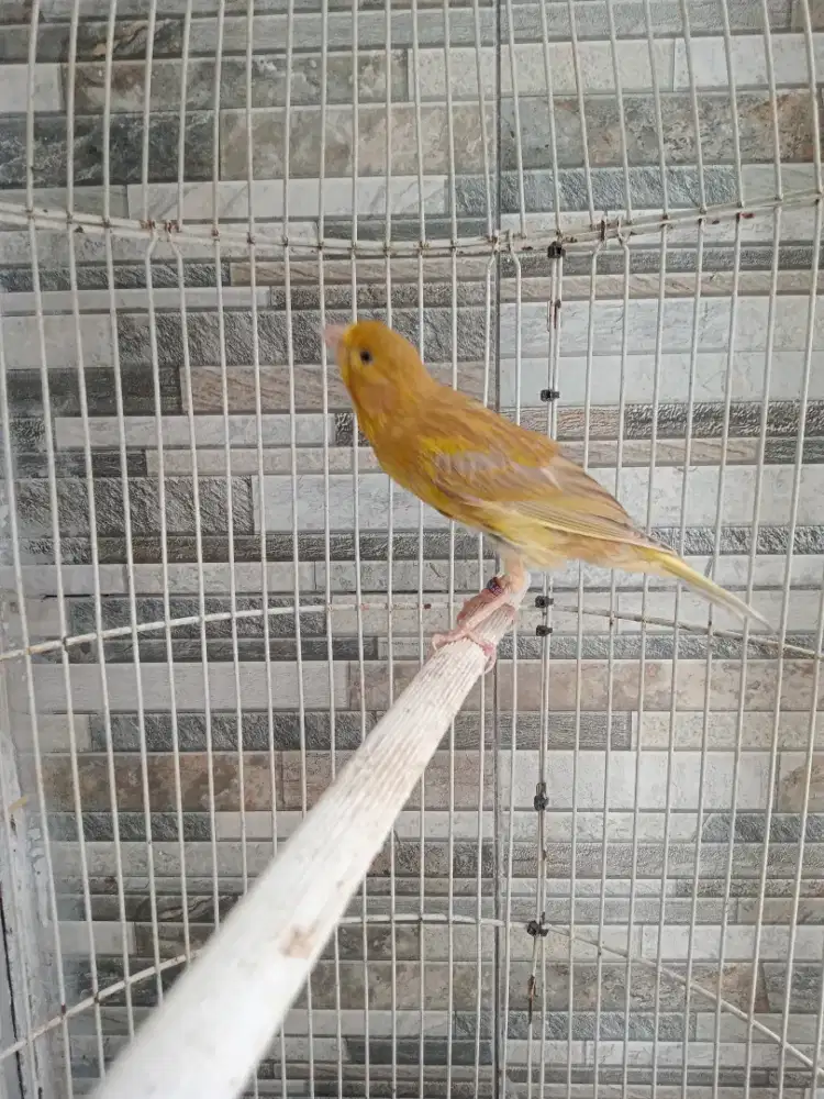 Kenari jantan f1ys x SF