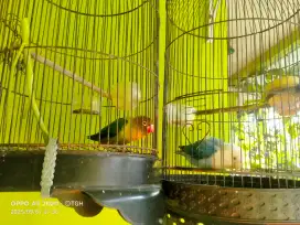 Jual burung lovebird