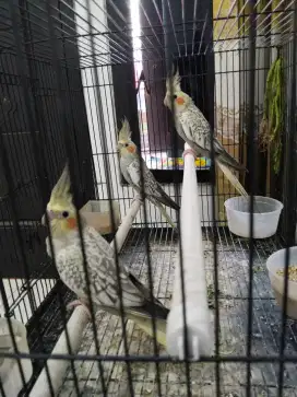 Burung Falk/ Parkir Australia