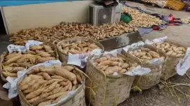 UBI MADU CILEMBU JANOKO
