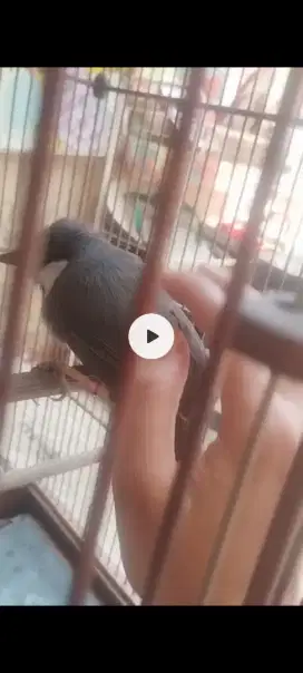 Poksay hongkong lokal jinak gacor