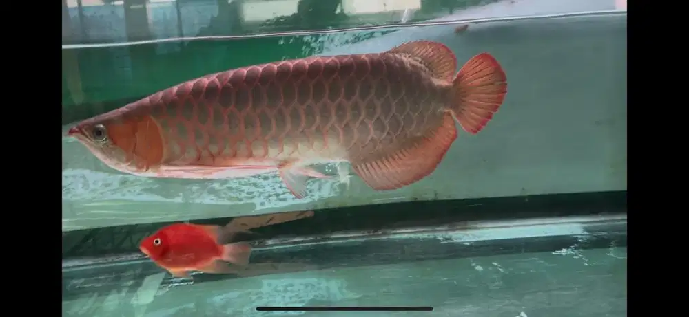 Arwana super red jumbo 55cm up