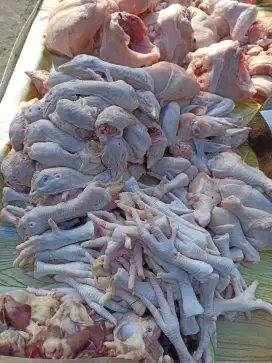 Kepala ceker usus hati