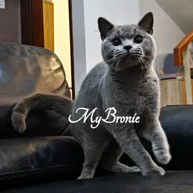 Kucing british shorthair jantan murah