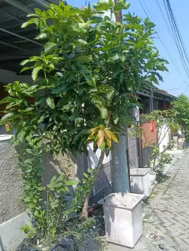 Pohon Mangga manalagi dalam Pot