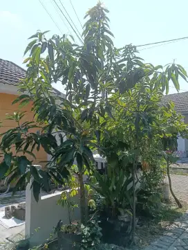 Pohon Mangga Irwin dalam Pot