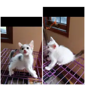 Anak kucing betina