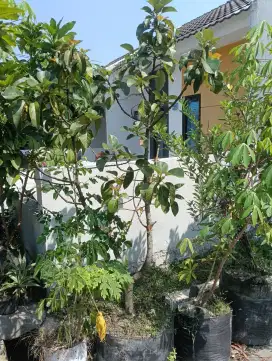 Pohon Alpukat Kendil dalam Pot