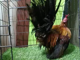 Ayam Kate Ceper Siap Kawin