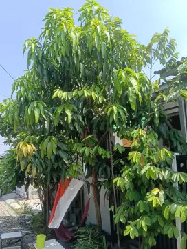 Pohon Mangga red emperor dalam Pot
