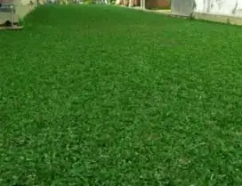 Rumput taman gajah mini,varigata &rumput jepang