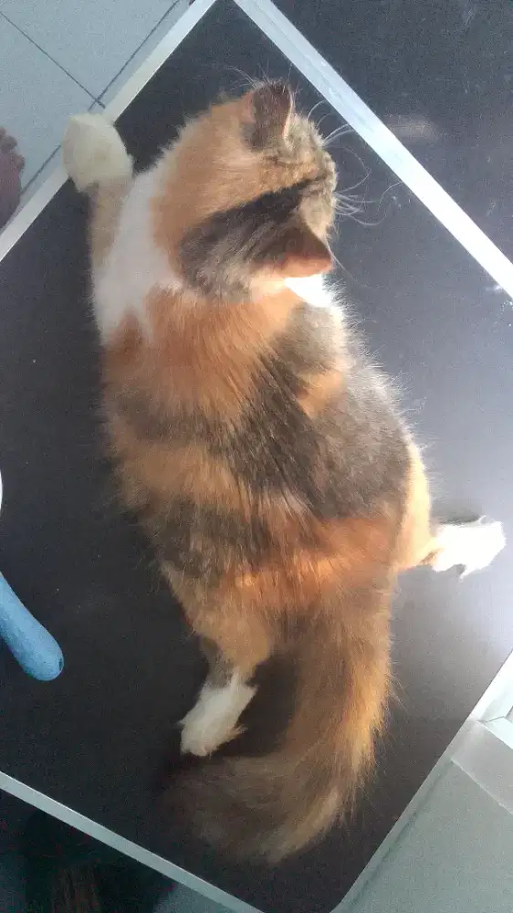 Kucing Persia Betina