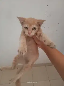 Kucing ras persia