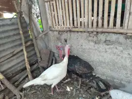 Indukan ayam kalkun sepasang