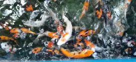 Jual Borongan Ikan Koi