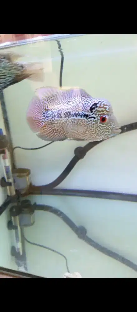 Ikan louhan cencu