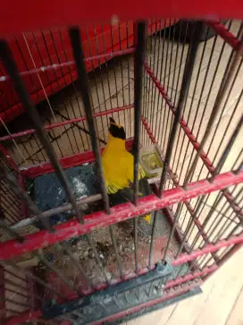 Jual burung kepodang bali