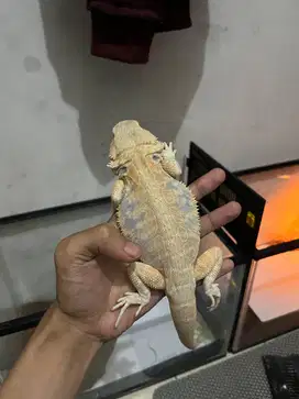 BD morph hypo lb het zero ph trans blue bar