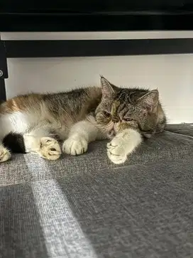 Lepas addopt persia peaknose betina