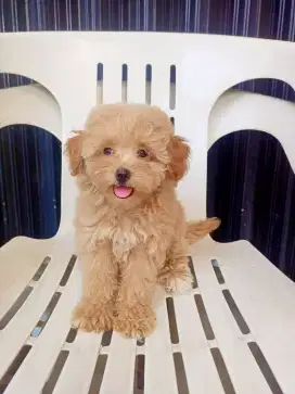 POODLE MIX MALTESE 2 BULAN