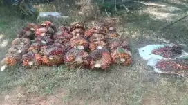 Cari karyawan untuk panen lanjang dan pasutri