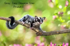 Sugerglider siap produksi