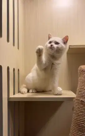 BRITISH SHORTHAIR/BSH WHITE